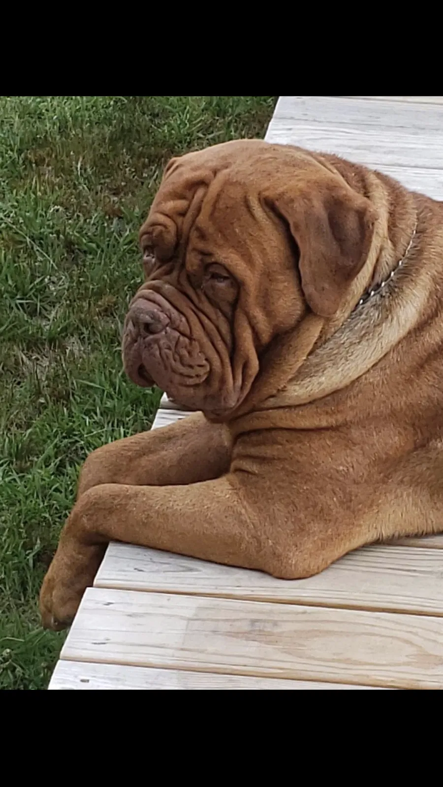 Lost dog in Rome, GA, 30165