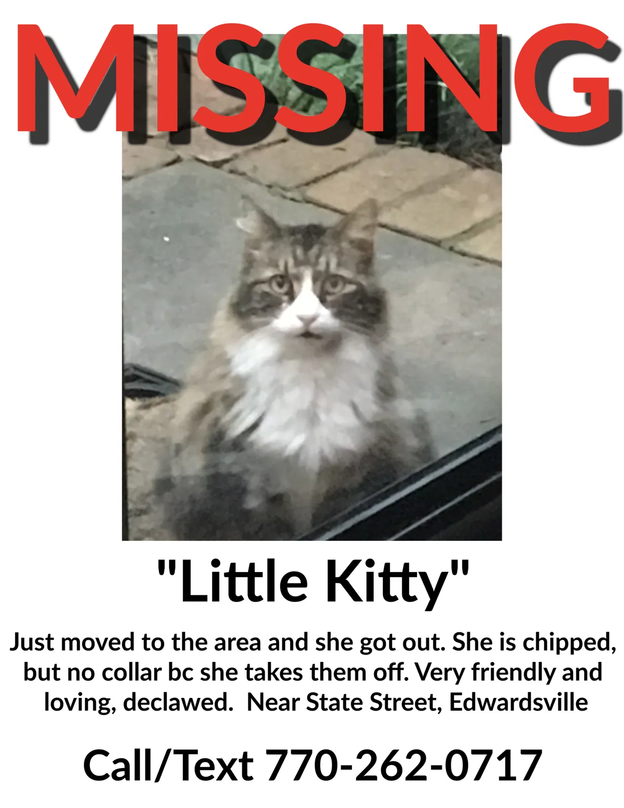 Lost cat in Edwardsville, IL, 62025