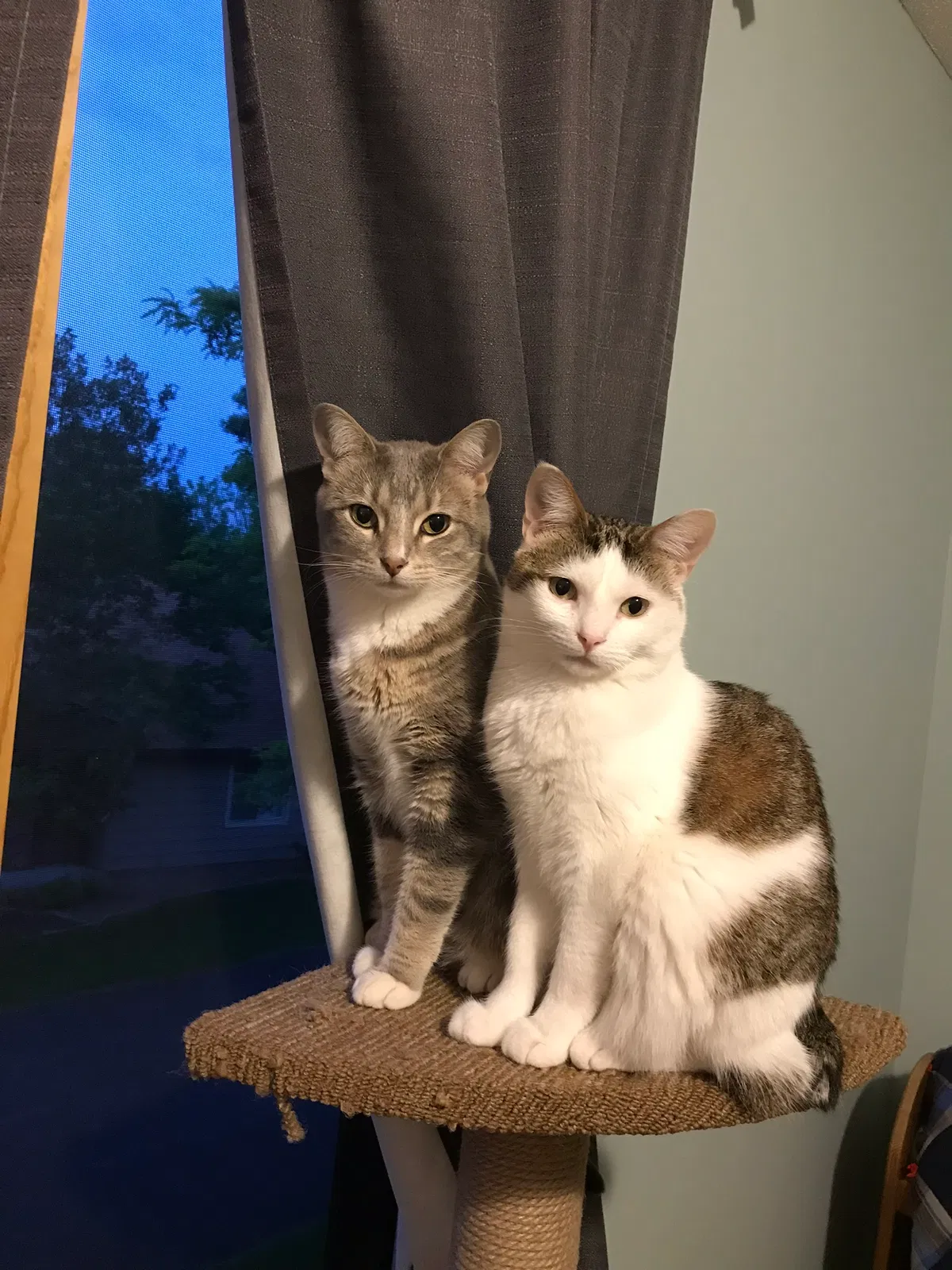 Lost cat in Eden Prairie, MN, 55347