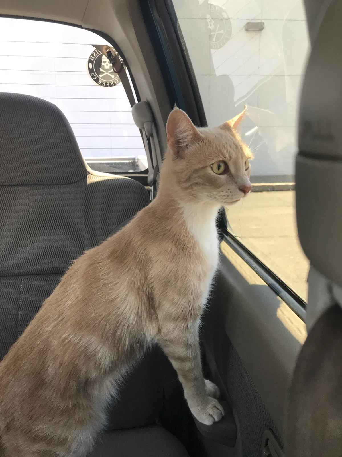 Lost cat in Chandler, AZ, 85224
