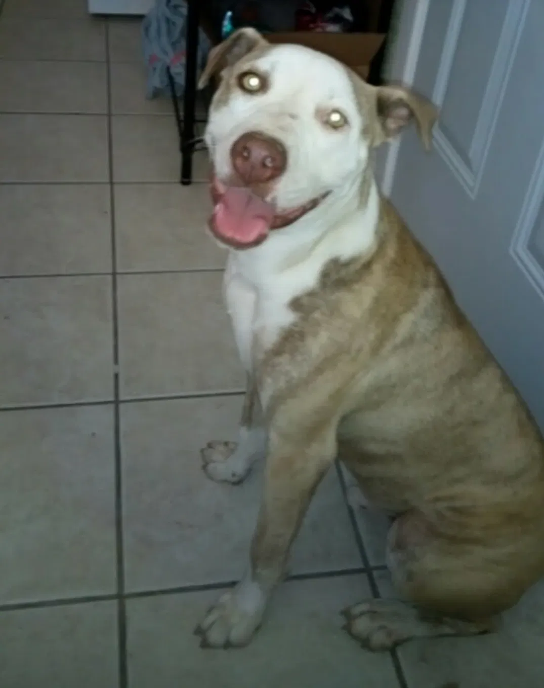 Lost dog in Glendale, AZ, 85301