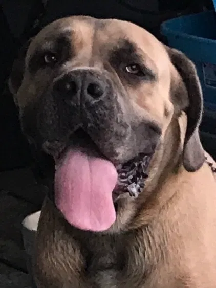 Lost dog in Sulphur, LA, 70663