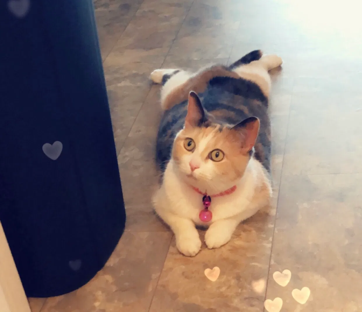 Lost cat in Kissimmee, FL, 34759