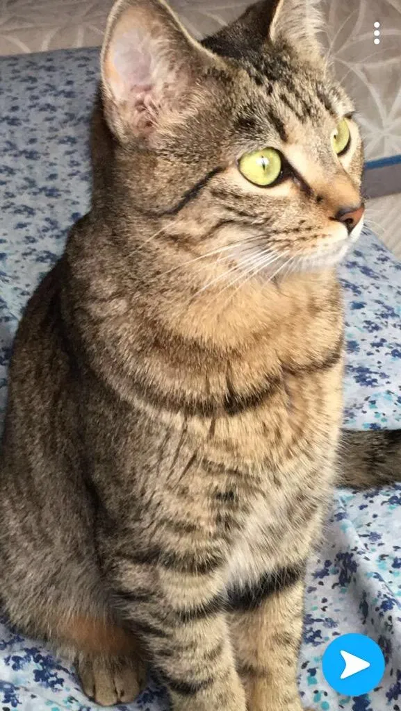 Lost cat in Puyallup, WA, 98375