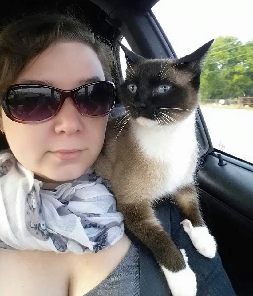 Lost cat in Greenville, SC, 29611