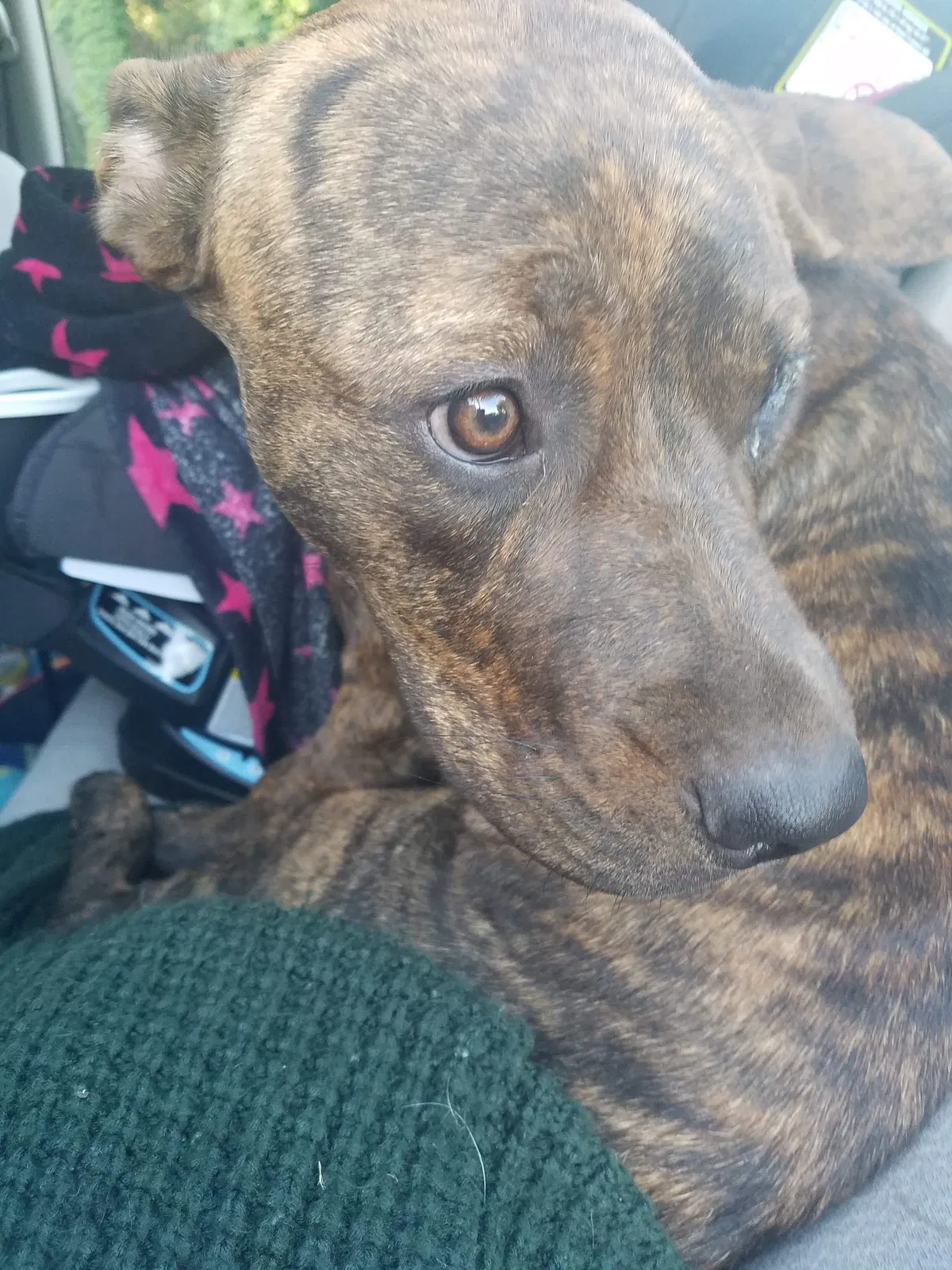 Lost dog in Cottonwood, CA, 96022