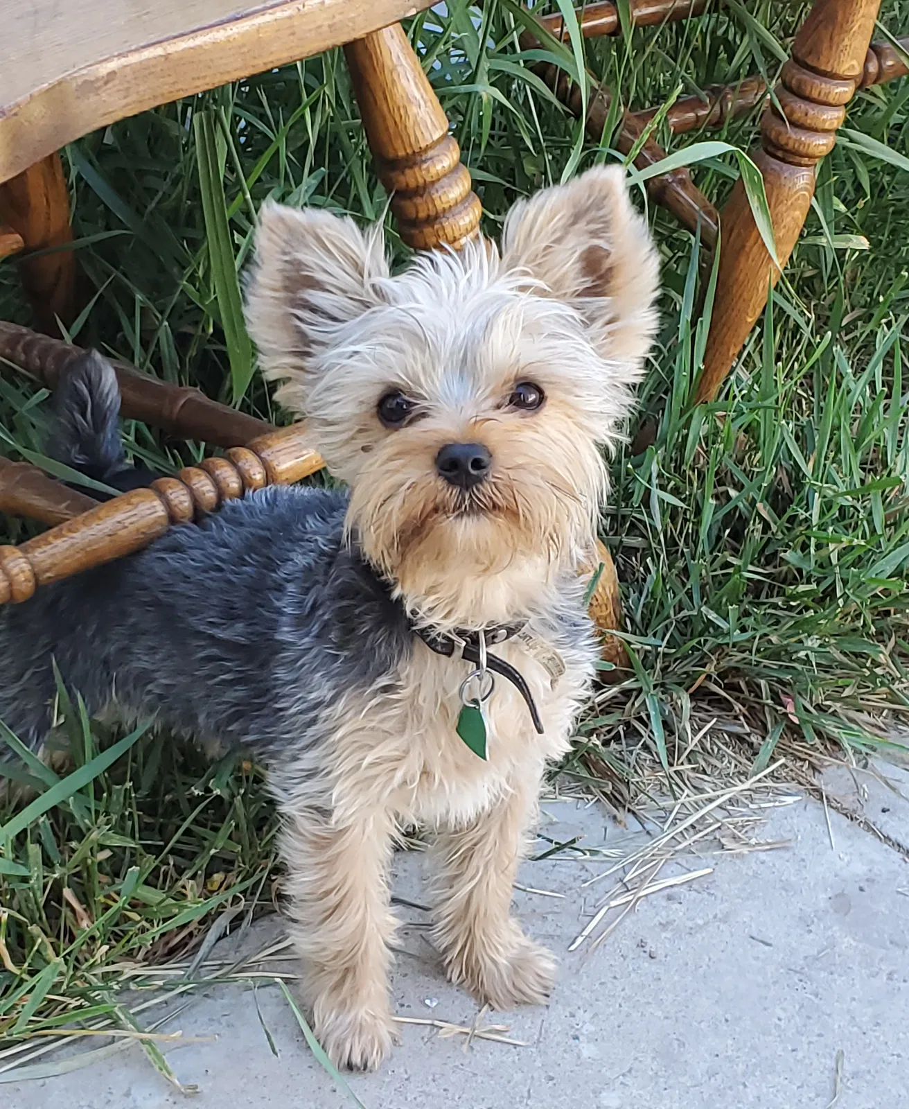 Lost dog in Pocatello, ID, 83202