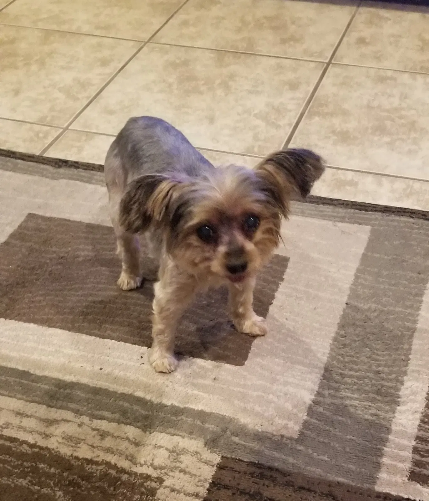 Lost dog in Athens, GA, 30605