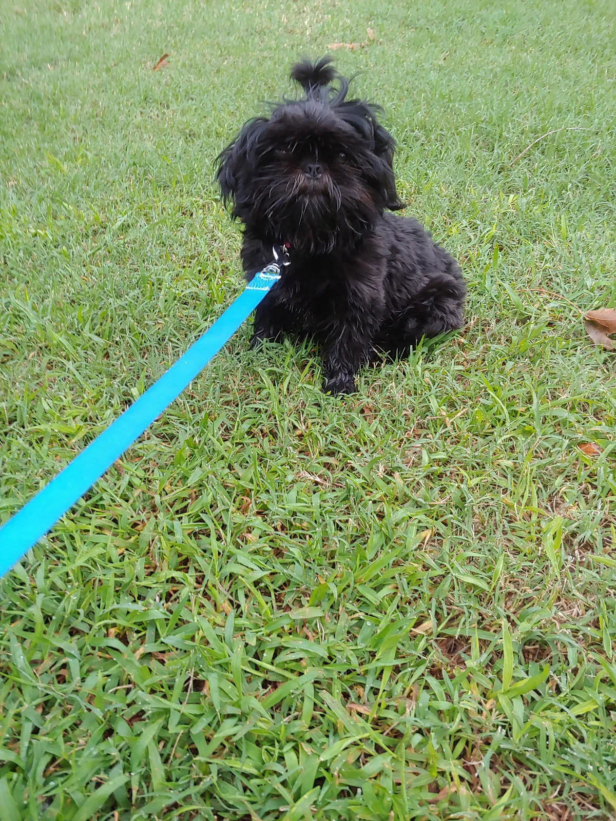 Lost dog in Oklahoma City, OK, 73129