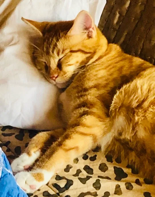 Lost cat in Houston, TX, 77077