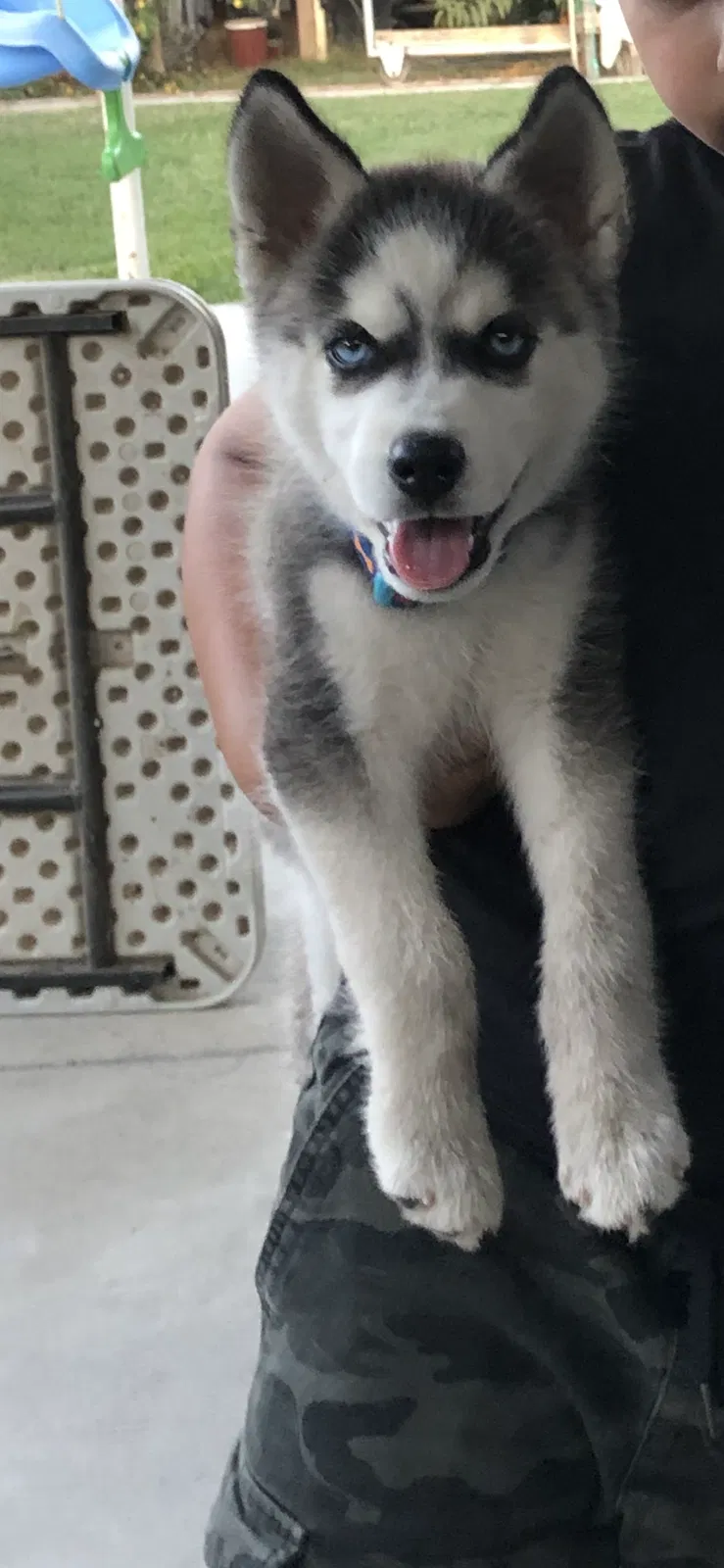 Lost dog in Oxnard, CA, 93030