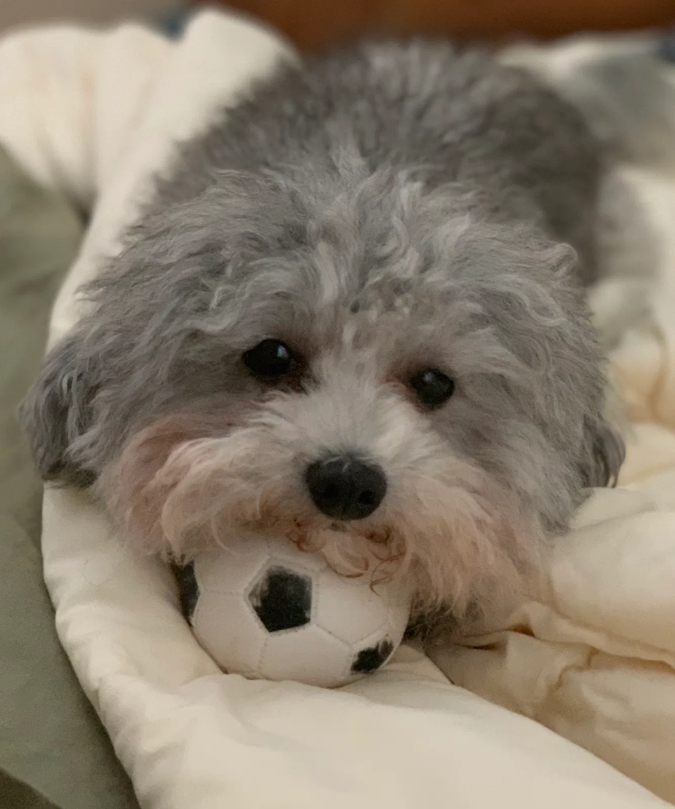 Lost dog in Port Orange, FL, 32128