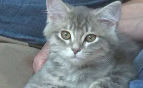 Lost cat in Austin, TX, 78701