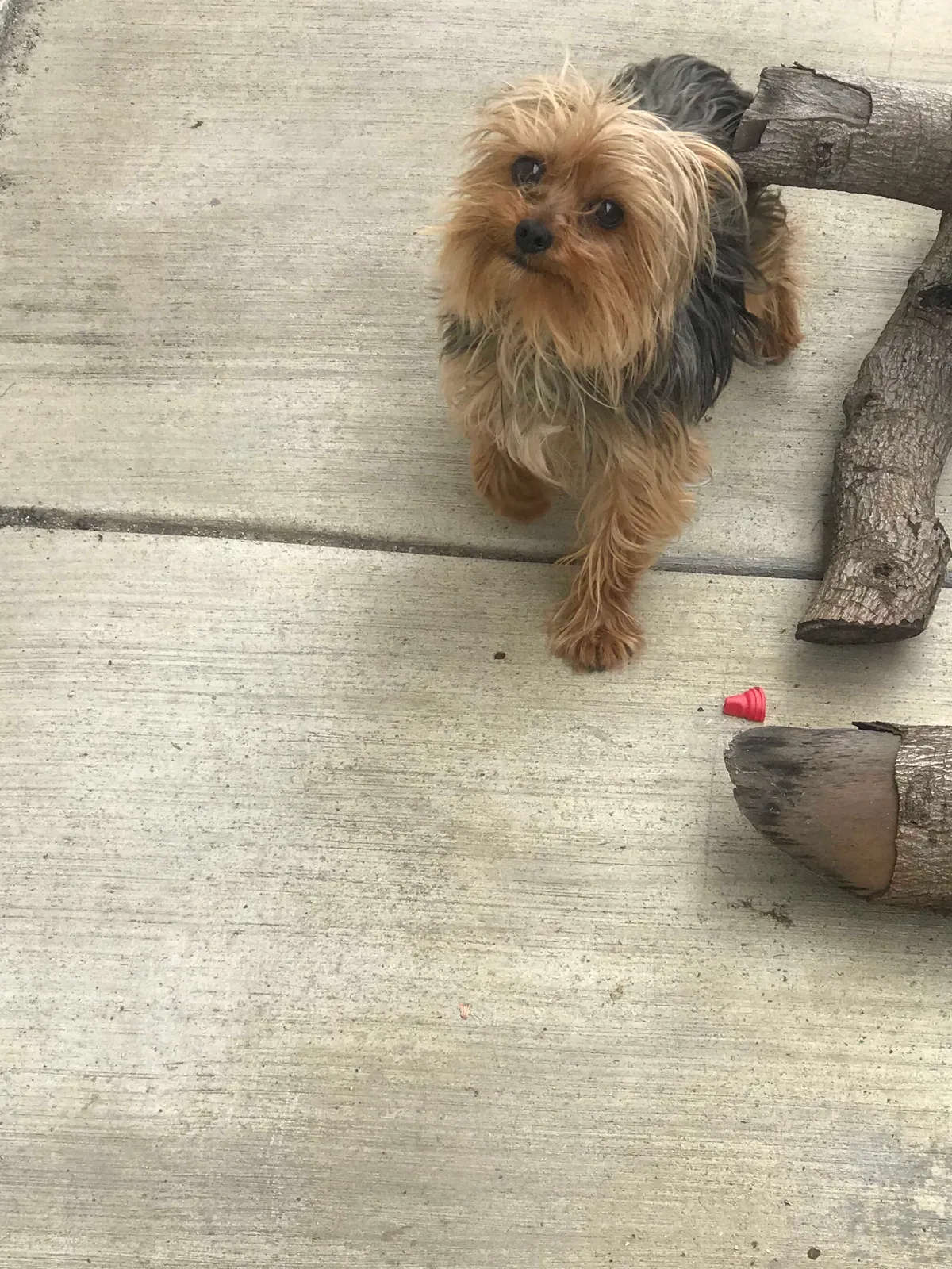 Lost dog in Oxnard, CA, 93030