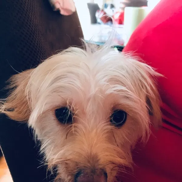 Lost dog in Yonkers, NY, 10710
