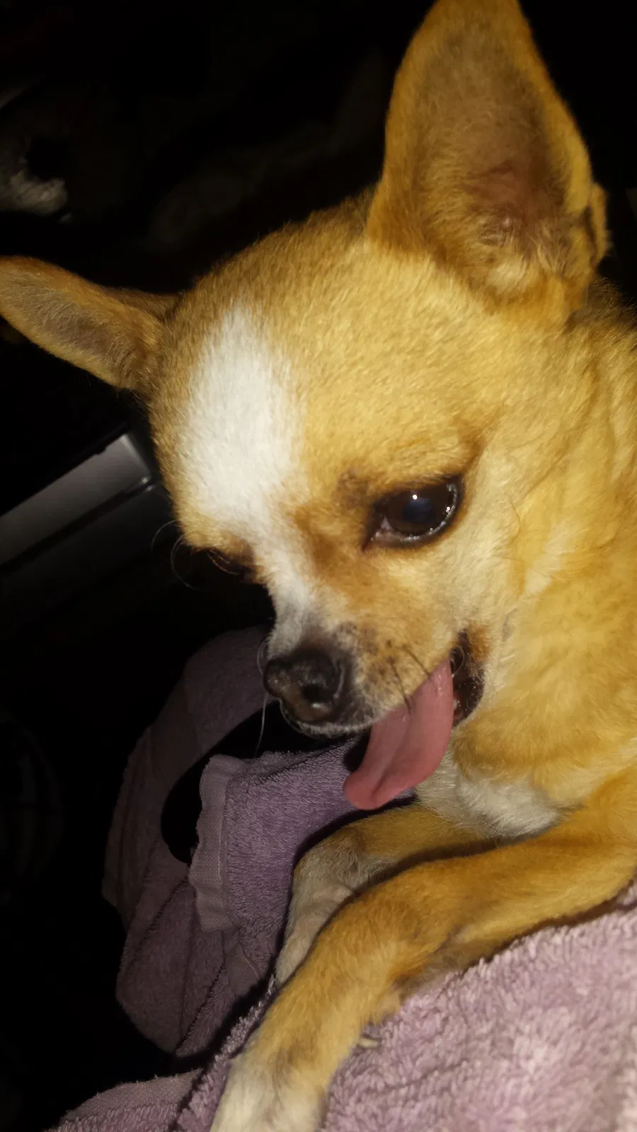 Lost dog in Phoenix, AZ, 85006