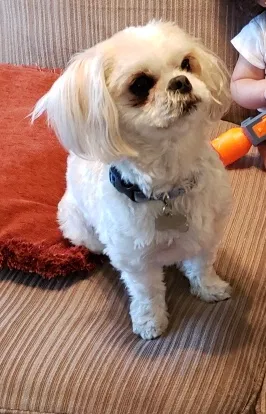 Lost dog in Corpus Christi, TX, 78413