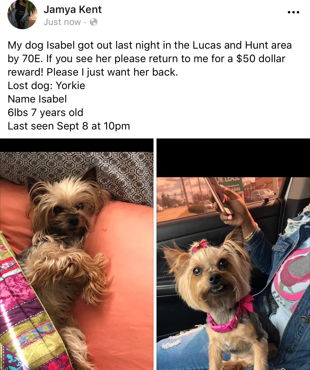 Lost dog in Saint Louis, MO, 63121