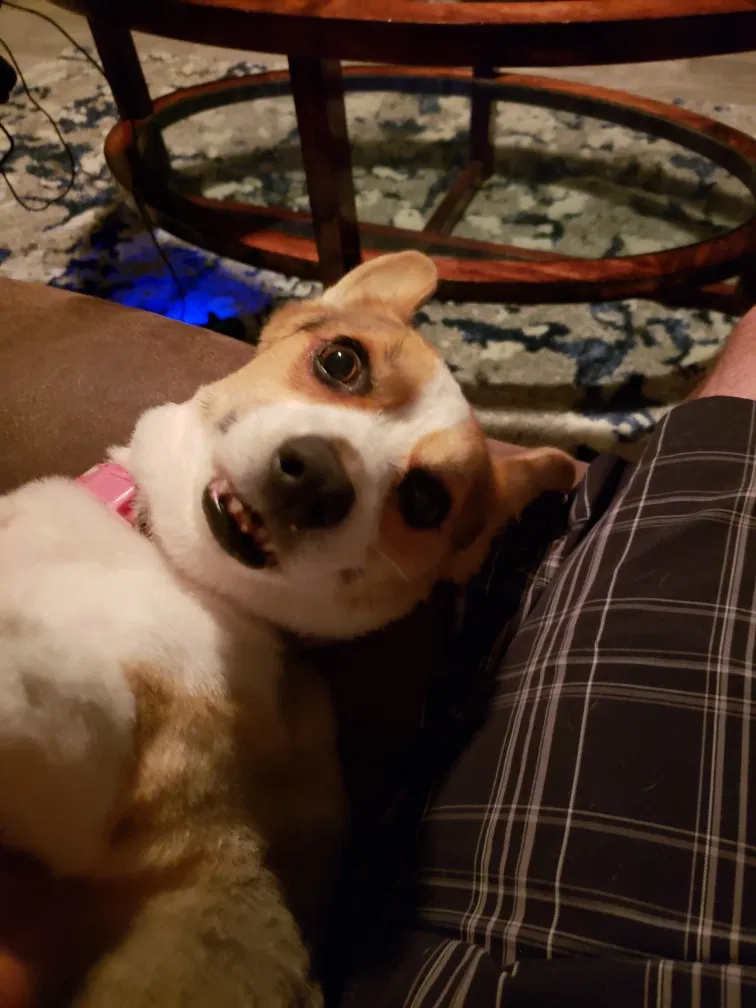 Lost dog in Brooksville, FL, 34604