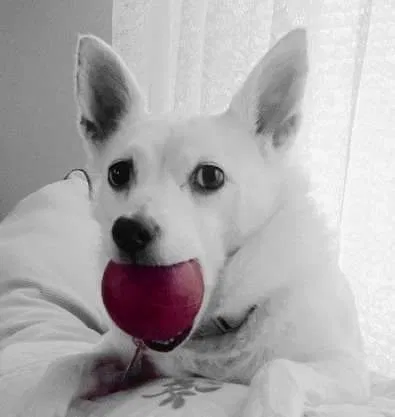 Lost dog in Acworth, GA, 30102