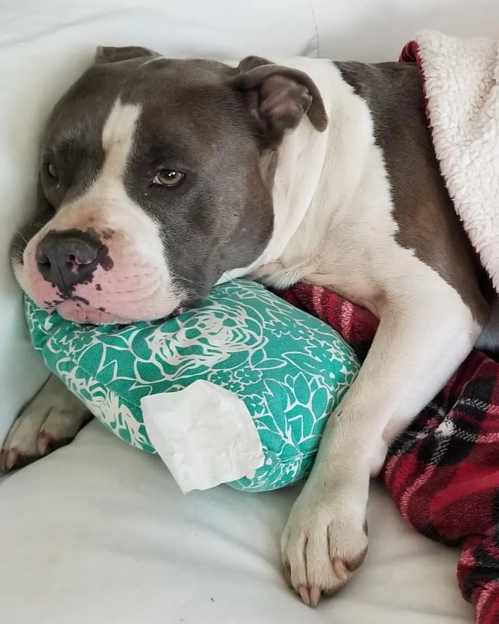 Lost dog in Portland, OR, 97233