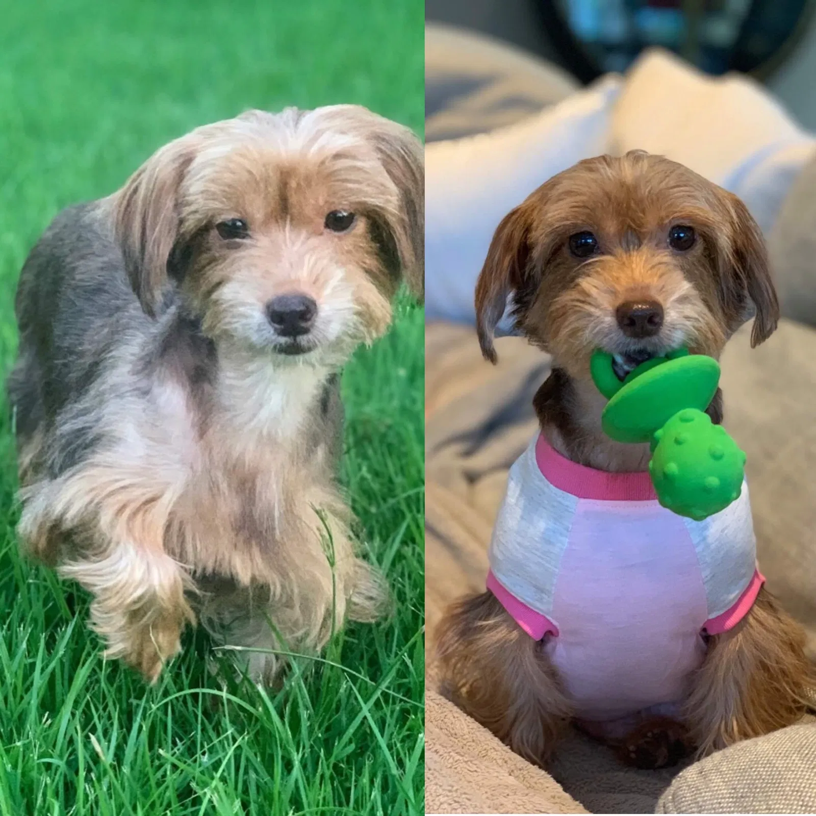 Lost dog in La Porte, IN, 46350