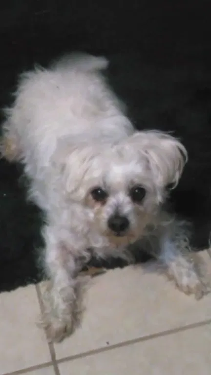 Lost dog in Duncanville, TX, 75137