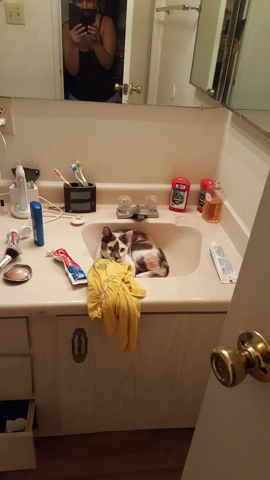 Lost cat in Albuquerque, NM, 87109