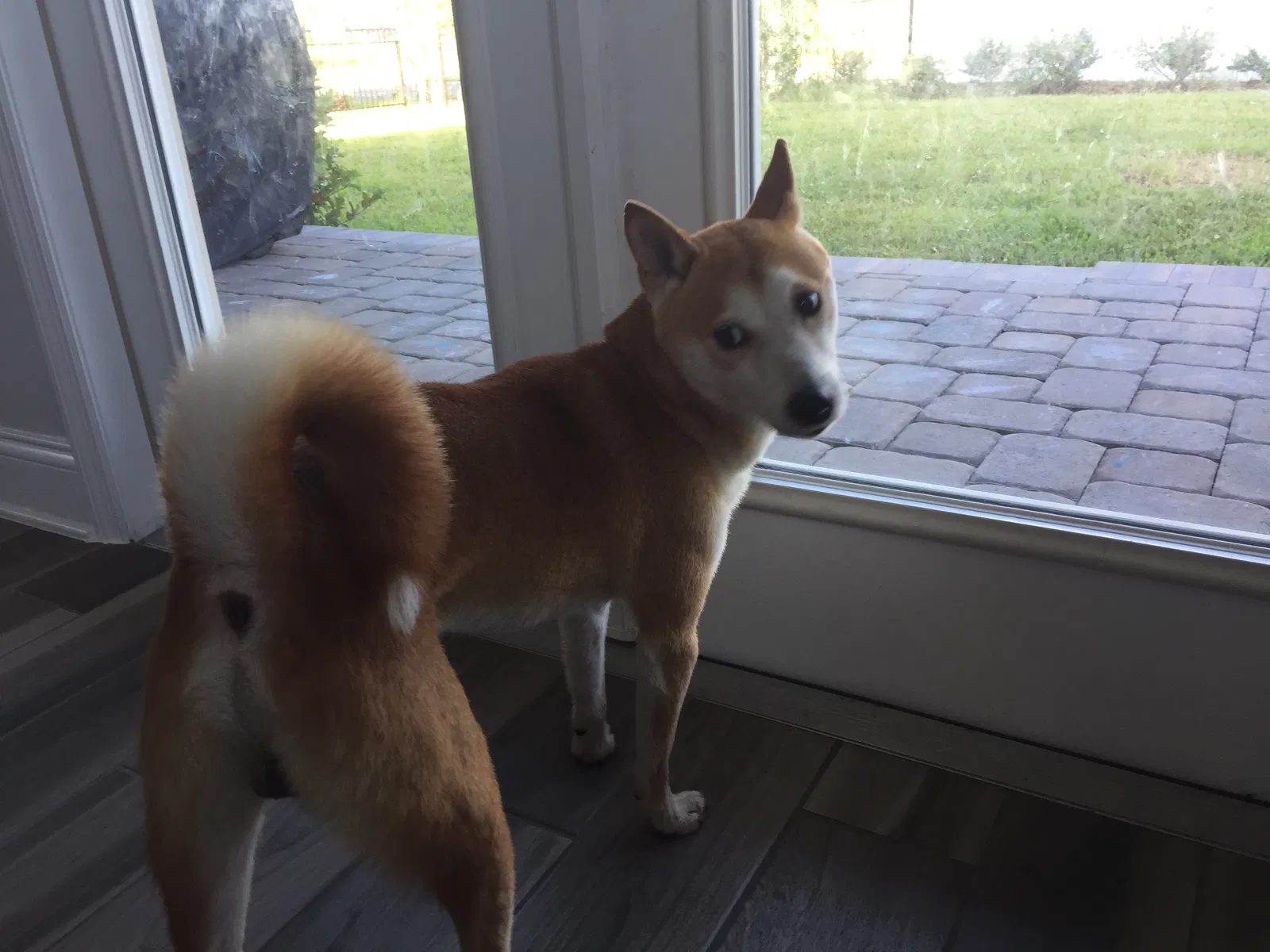 Lost dog in Orlando, FL, 32827