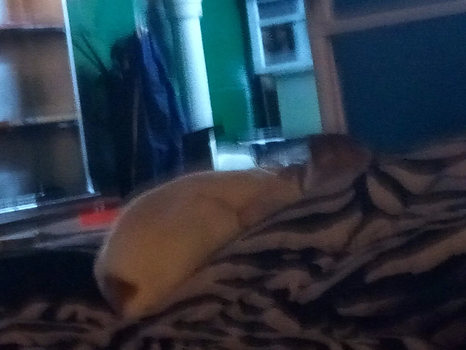 Lost dog in Saint Louis, MO, 63130