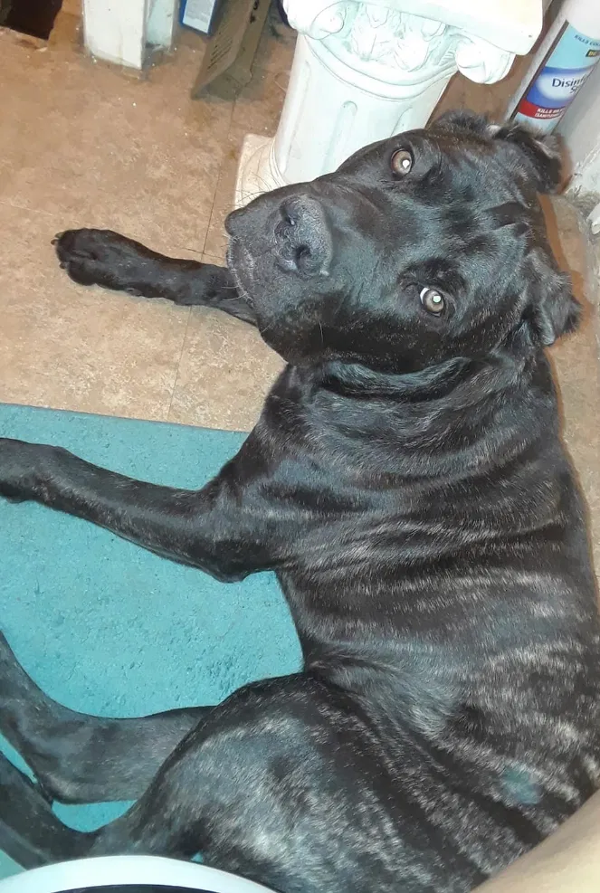 Lost dog in Indianapolis, IN, 46218