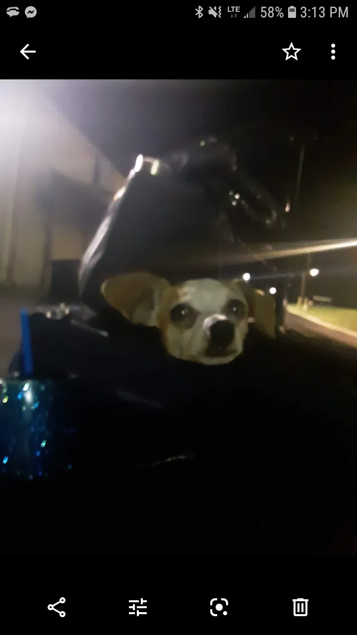 Lost dog in Saint Louis, MO, 63103