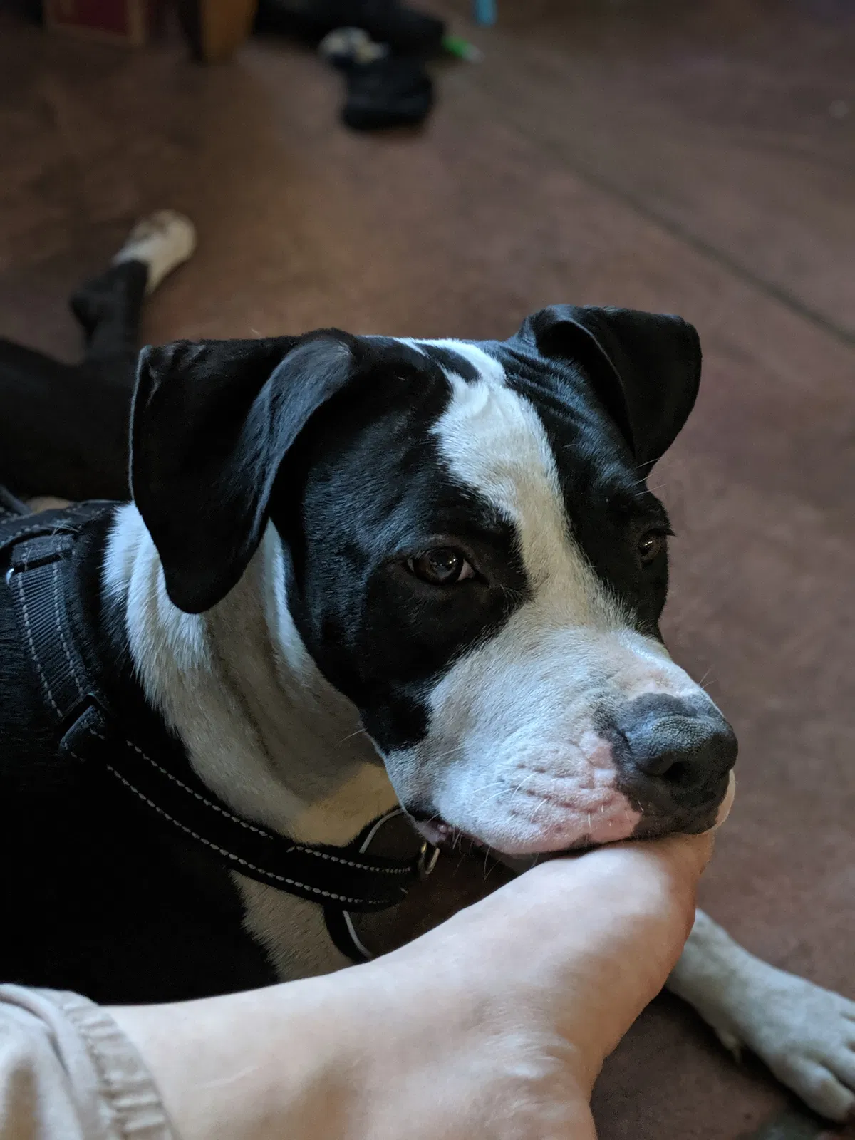 Lost dog in Tucson, AZ, 85713
