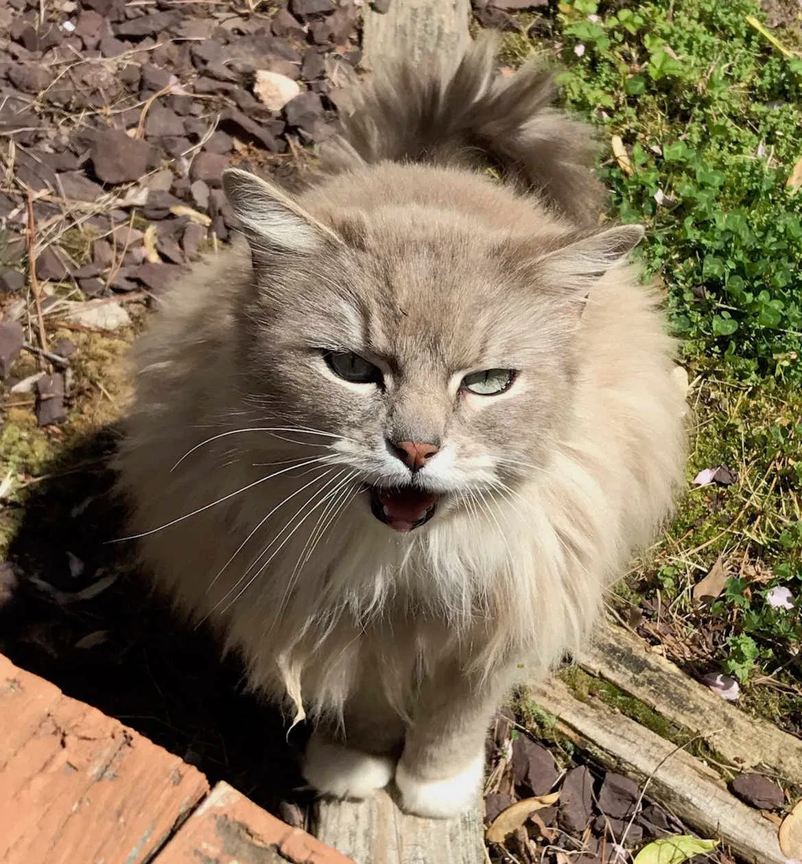 Lost cat in Richmond, VA, 23227