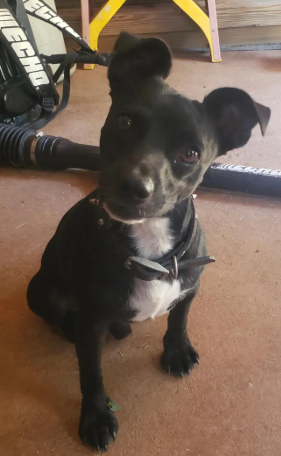 Lost dog in Lilburn, GA, 30047