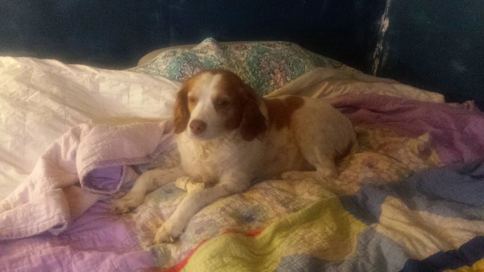 Lost dog in Sanford, NC, 27332