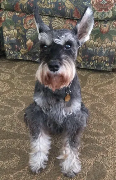 Lost dog in Kennesaw, GA, 30152