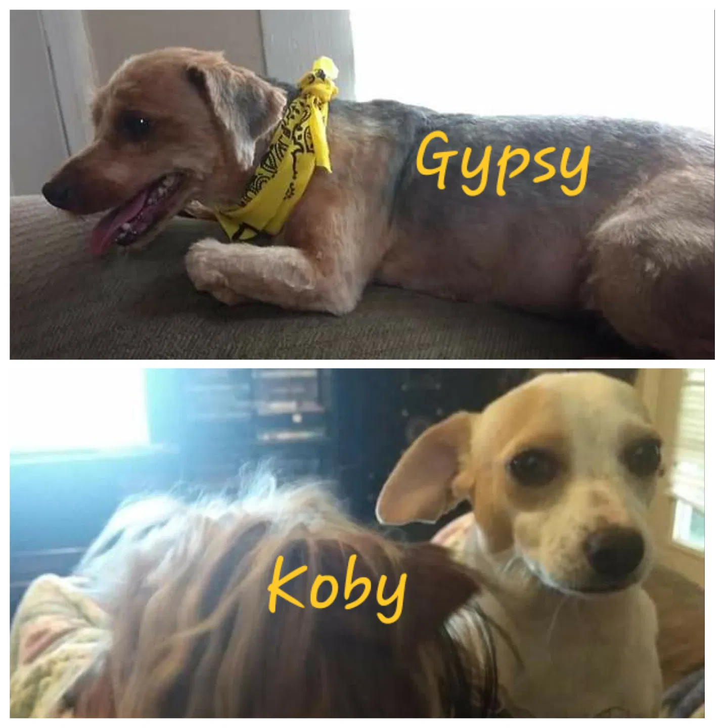 Lost dog in Forest City, NC, 28043