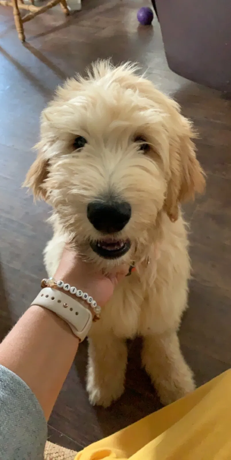 Lost dog in Coldwater, MS, 38618