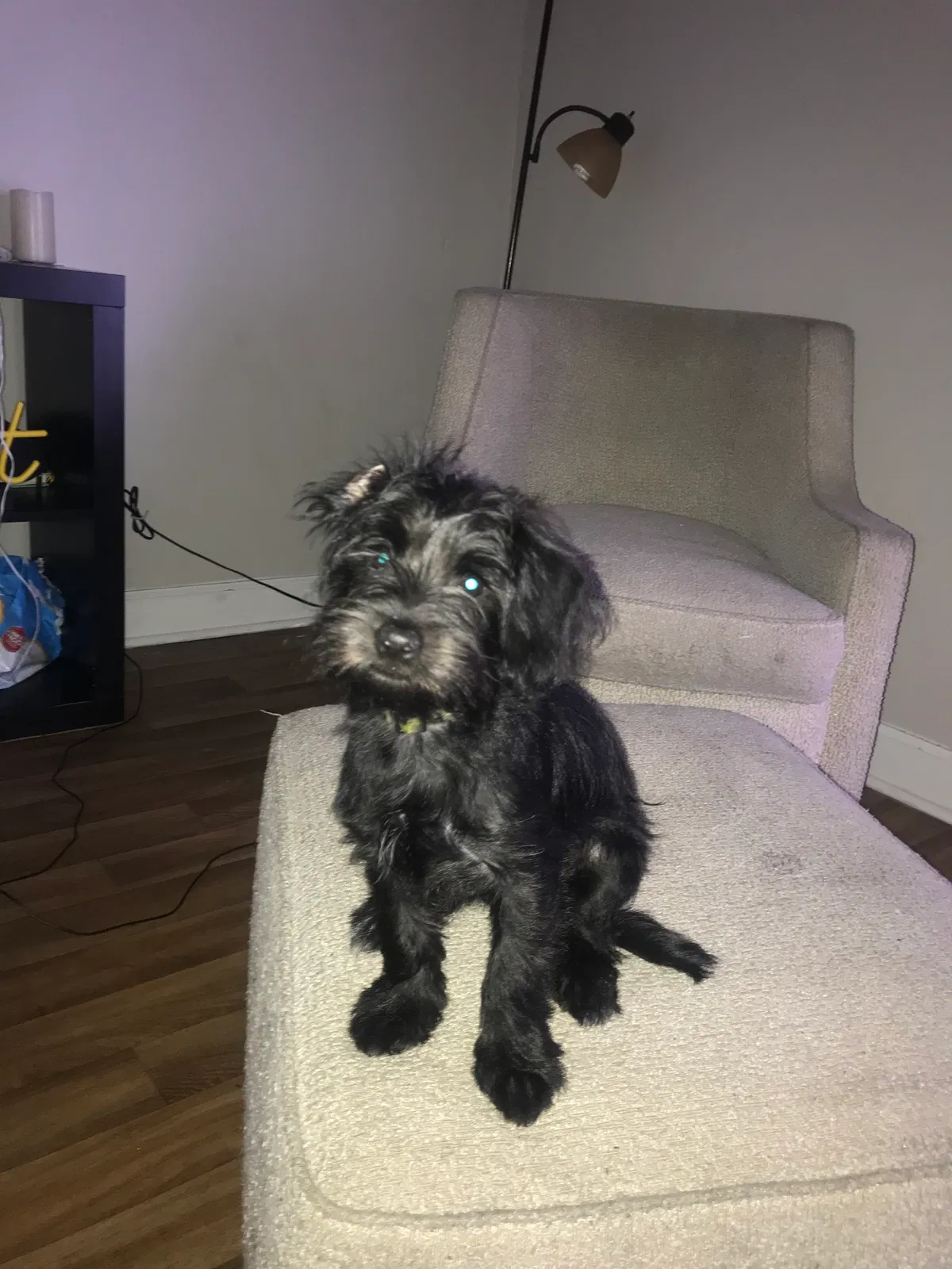 Lost dog in Miami, FL, 33178