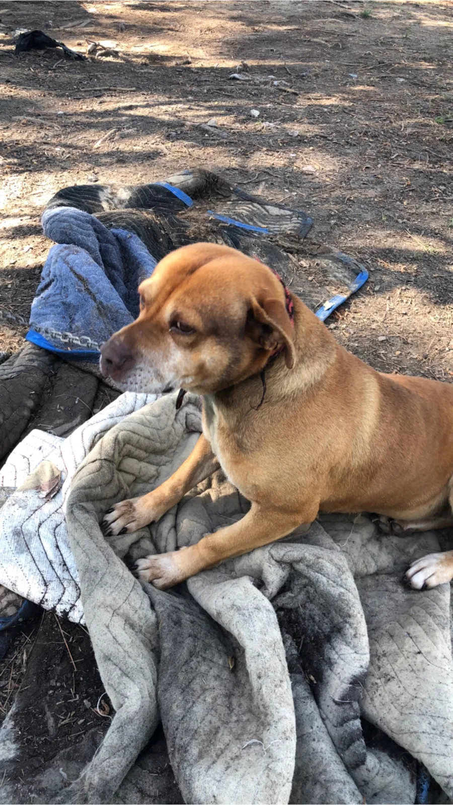 Lost dog in Memphis, TN, 38118