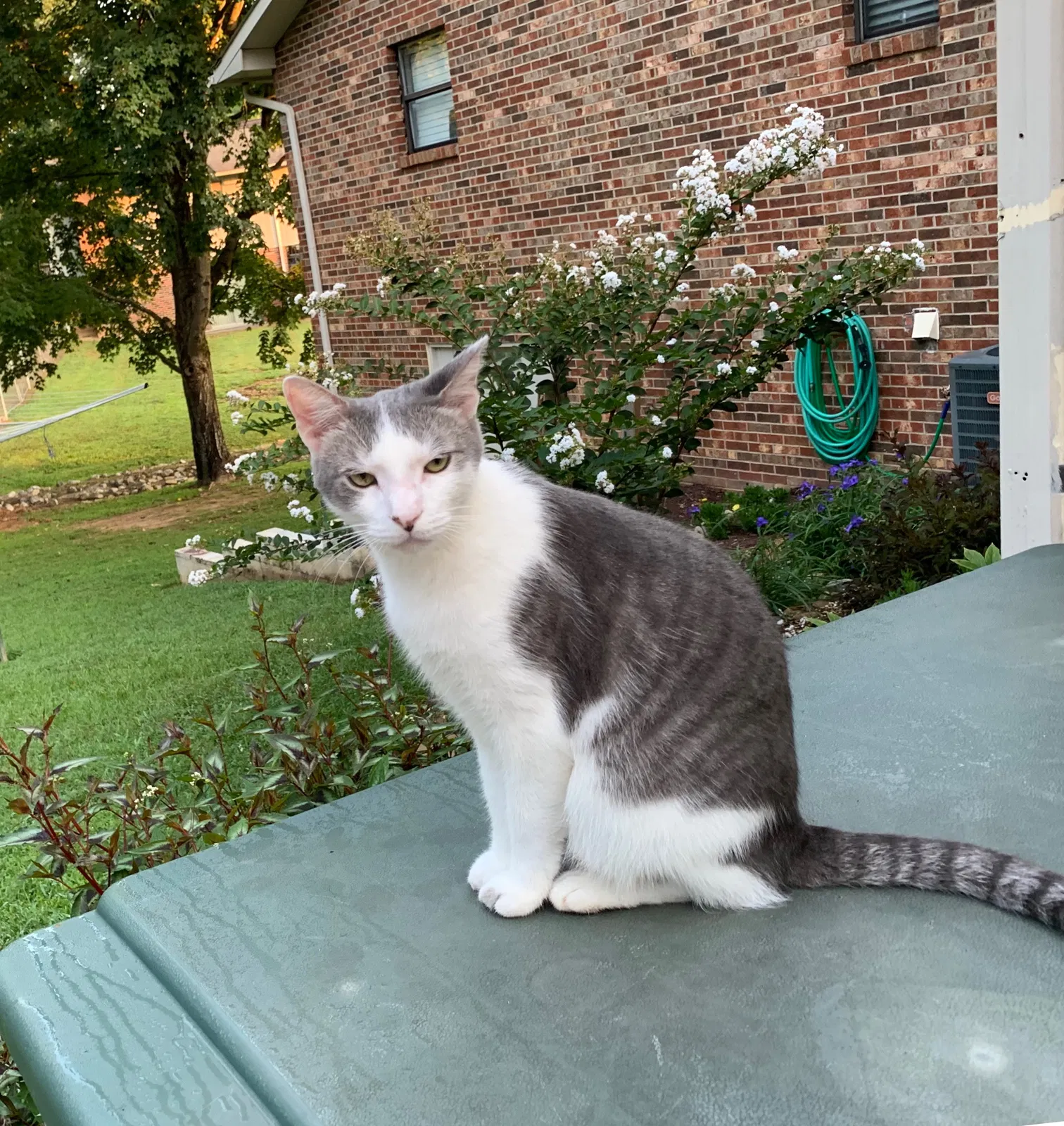 Lost cat in Knoxville, TN, 37931