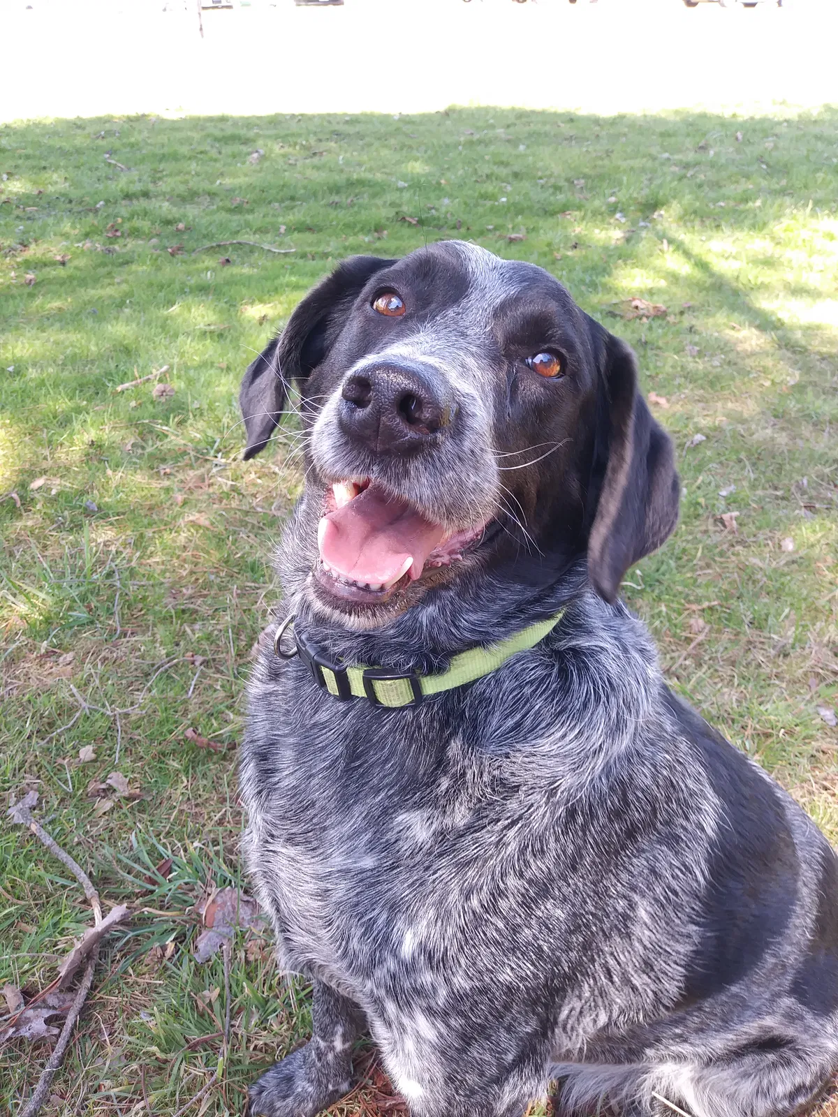 Lost dog in Springboro, PA, 16435