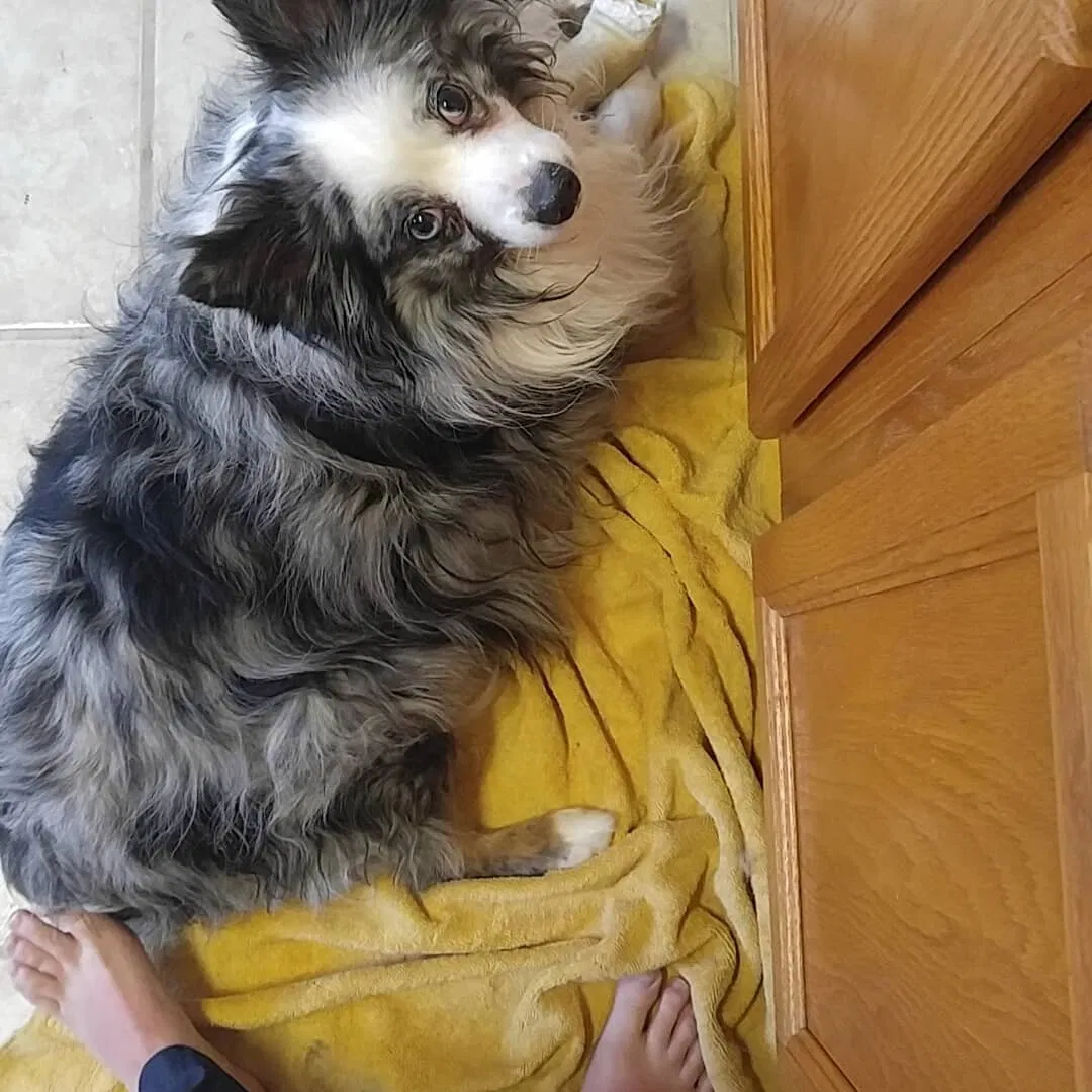 Lost dog in Surprise, AZ, 85379