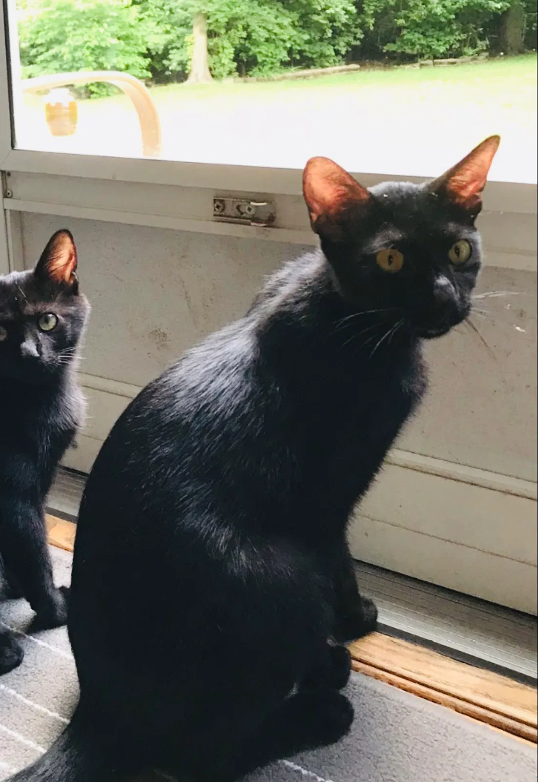 Lost cat in Cincinnati, OH, 45255