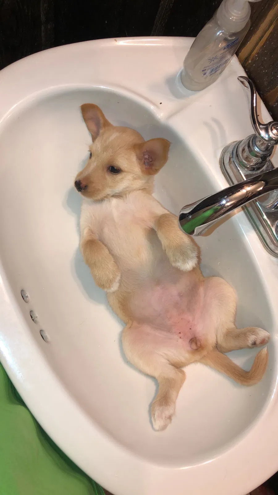 Lost dog in Chandler, TX, 75758
