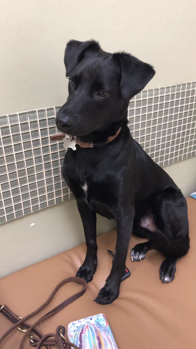 Lost dog in Miami Beach, FL, 33139