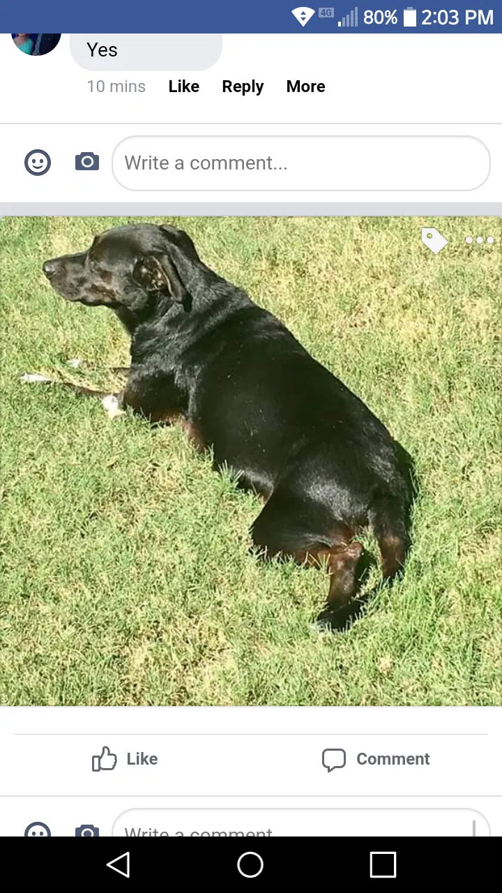 Lost dog in Vilonia, AR, 72173