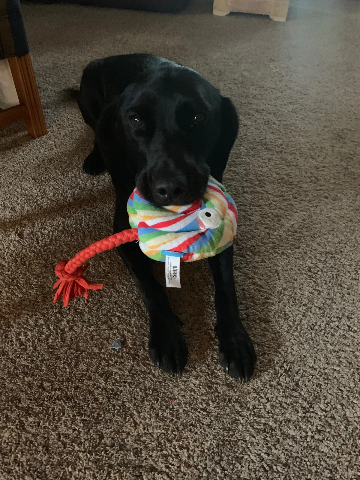 Missing Dog