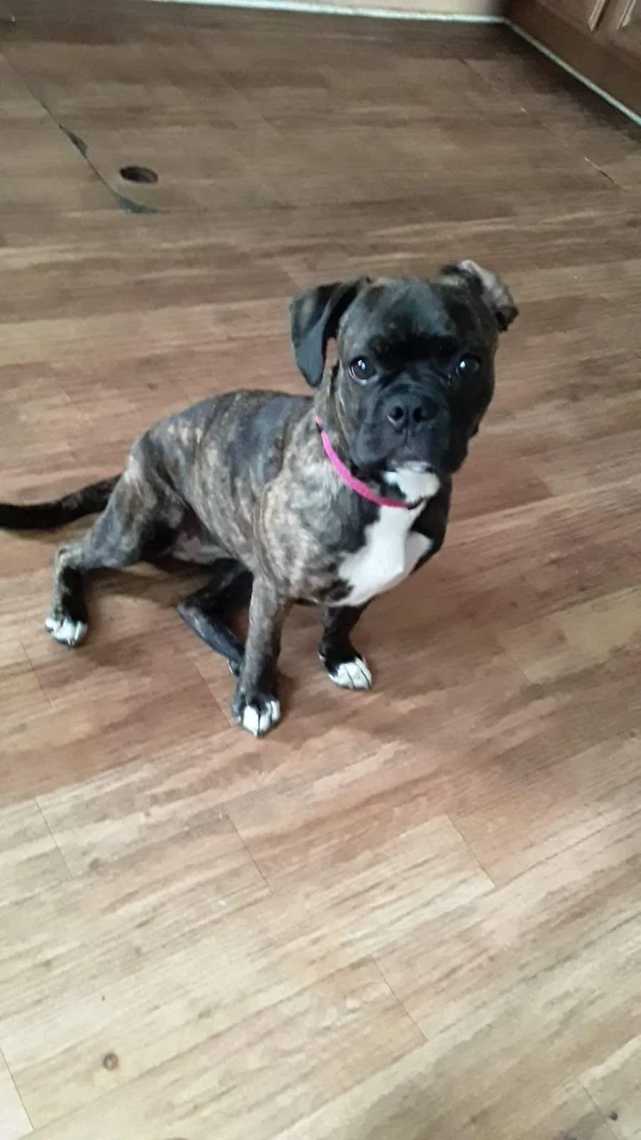 Lost dog in Saint Paul, MN, 55103